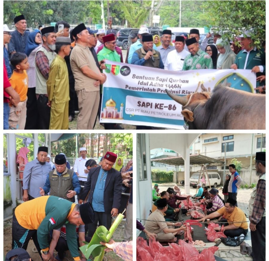 MUI Riau Potong Hewan Qurban Bersama Gubri Abdul Wahid dan Masyarakat