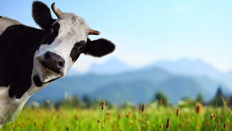 MUI Terbitkan Taushiyah Pedoman Pelaksanaan Ibadah Qurban di Masa PPKM Darurat